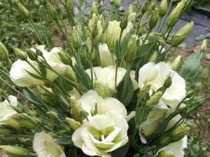 Winston Salem Wedding Flowers Arrangement