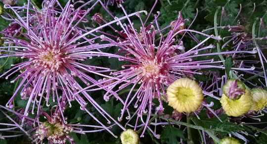 Winston Salem Farmer's Market Flowers