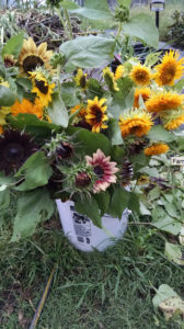 Farmer's Market Flowers