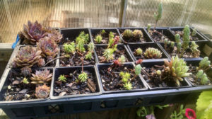 Farmer's Market Succulents