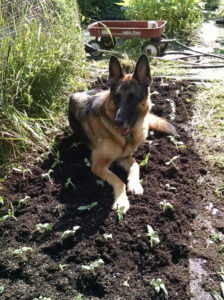 Winston Salem Florist German Shephard